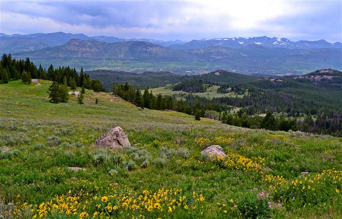 Though we never saw any bear on the Beartooth we did see lots of wildflowers